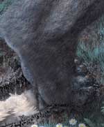 bigfoot sasquatch