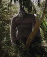 Bigfoot Sasquatch