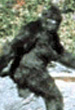 Bigfoot Photos, Sasquatch Pictures, Bigfoot Pictures, Photos of Bigfoot, Real Bigfoot Pictures