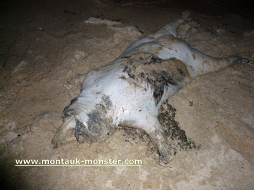 montauk monster