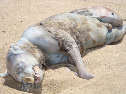 montauk monster photos