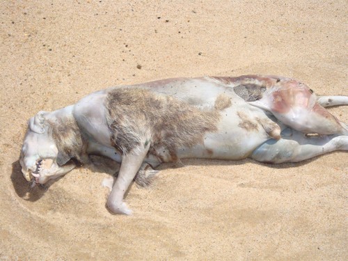 montauk monster